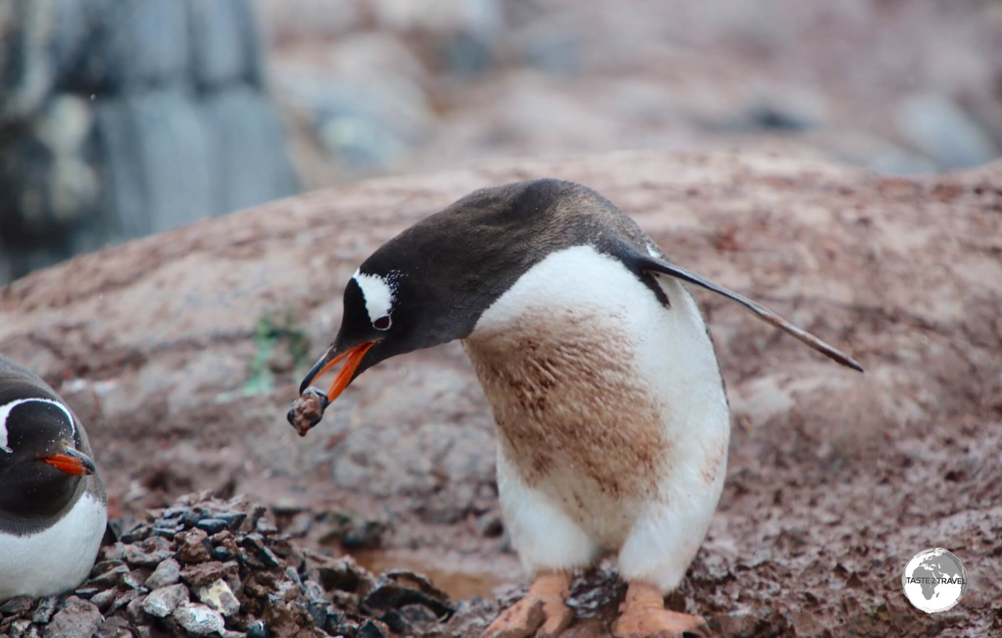 A male Gentoo penguin at Port Lockroy seeks 'favour' from a female by offering her a pebble for her nest.