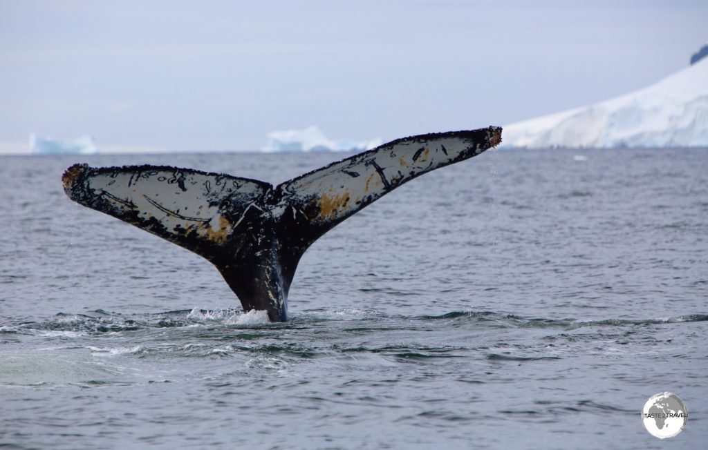 The pattern on the underside of their fluke is a unique identifier for Humpback whales.