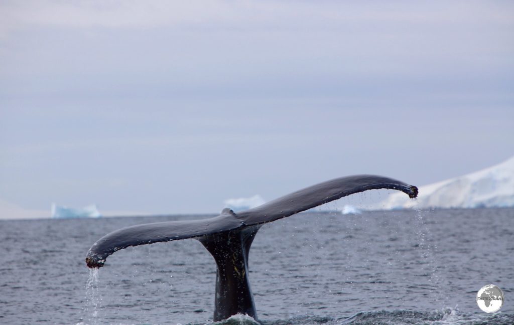 The fluke of a diving Humpback whale in Wilhelmina Bay, Antarctica.