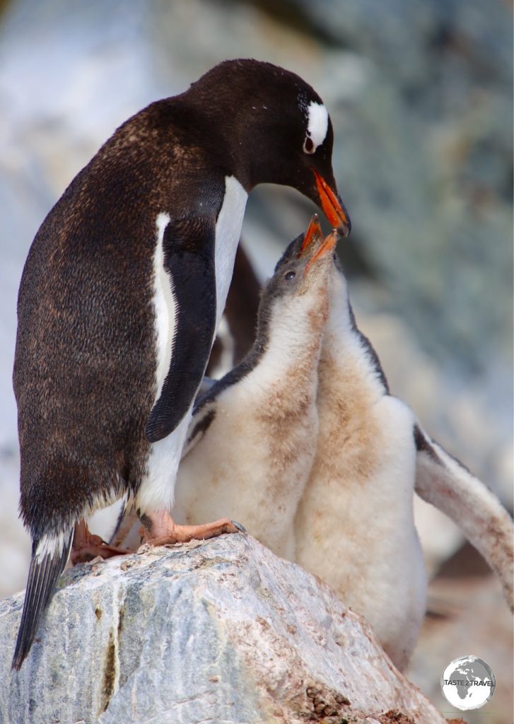 A Gentoo penguin feeding its chick's on Danco Island, Antarctica.