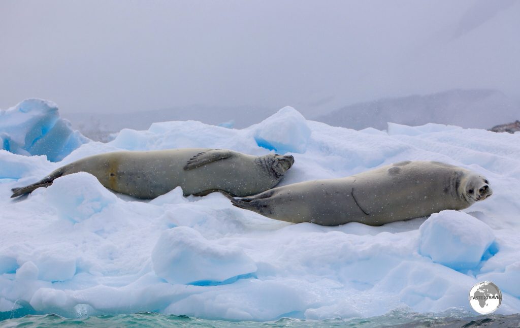 Two lazy Crabeater seals relaxing on an ice floe at Damoy Point.