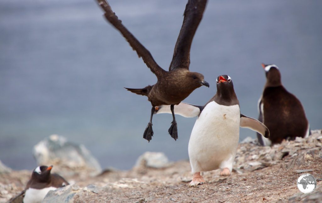 A Gentoo penguin fending off an attack by a predatory Skua on Cuverville island, Antarctica.