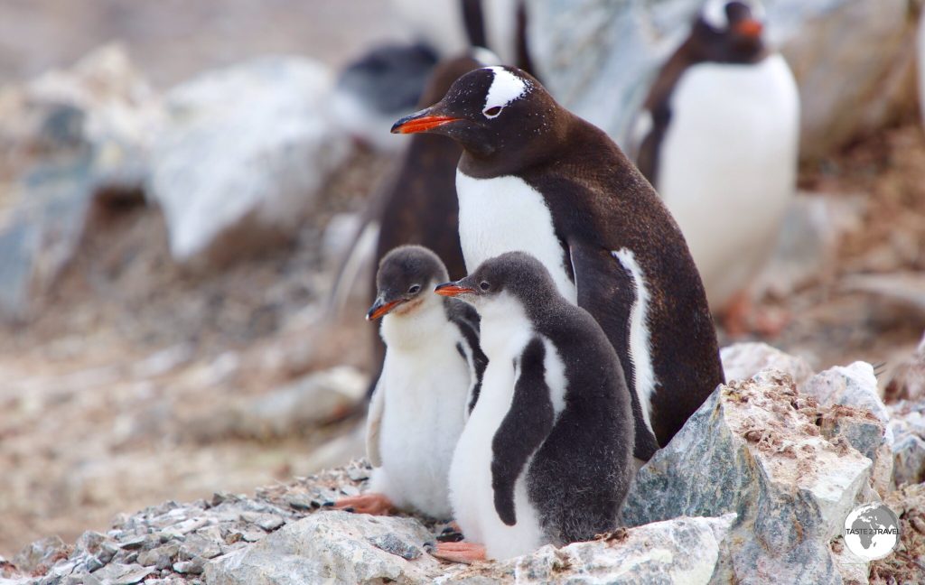 An adult Gentoo penguin with two chicks on Cuverville island.