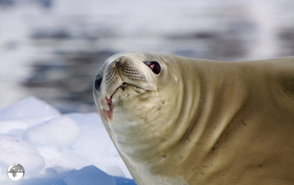 Misnamed by early Antarctic whalers and sealers, the Crabeater seal doesn't eat Crabs but rather Krill, which always leaves a blood stain around their mouths.
