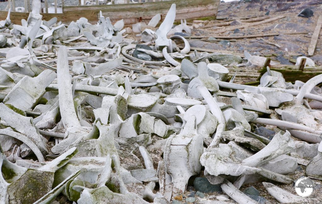 Discarded whale bones litter the beach on D’Hainaut Island.
