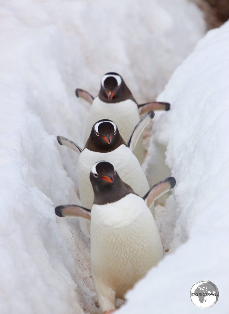 Gentoo penguins on D’Hainaut Island travel along a 'Penguin Highway'.