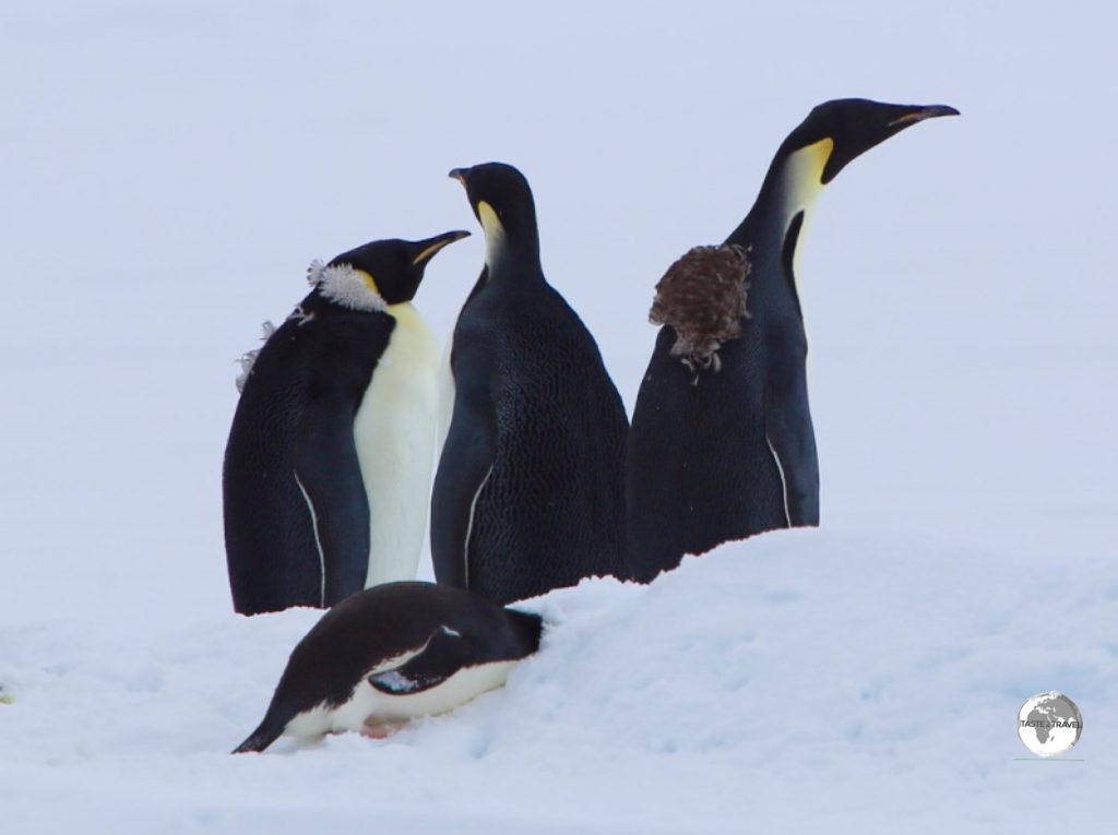 Emperor penguins in Crystal Sound still bearing the fluffy feathers from their annual Catastrophic Molt.