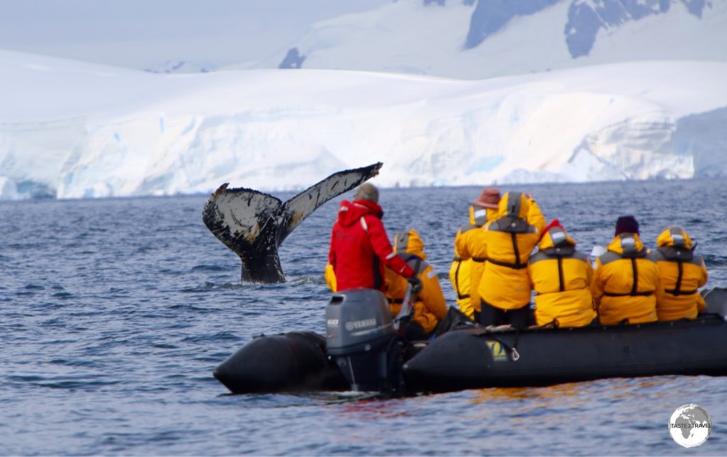 The whale watching at Wilhelmina Bay was spectacular and awe-inspiring - yet another incredible moment in Antarctica.