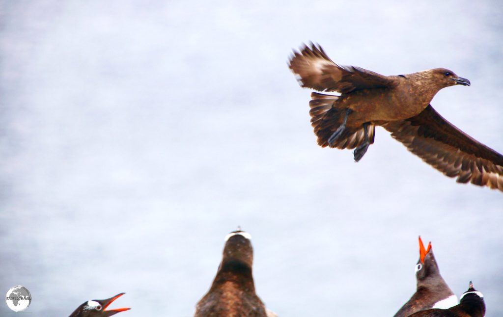 Gentoo penguins on Cuverville island defend their nests against an attack by a Brown Skua.