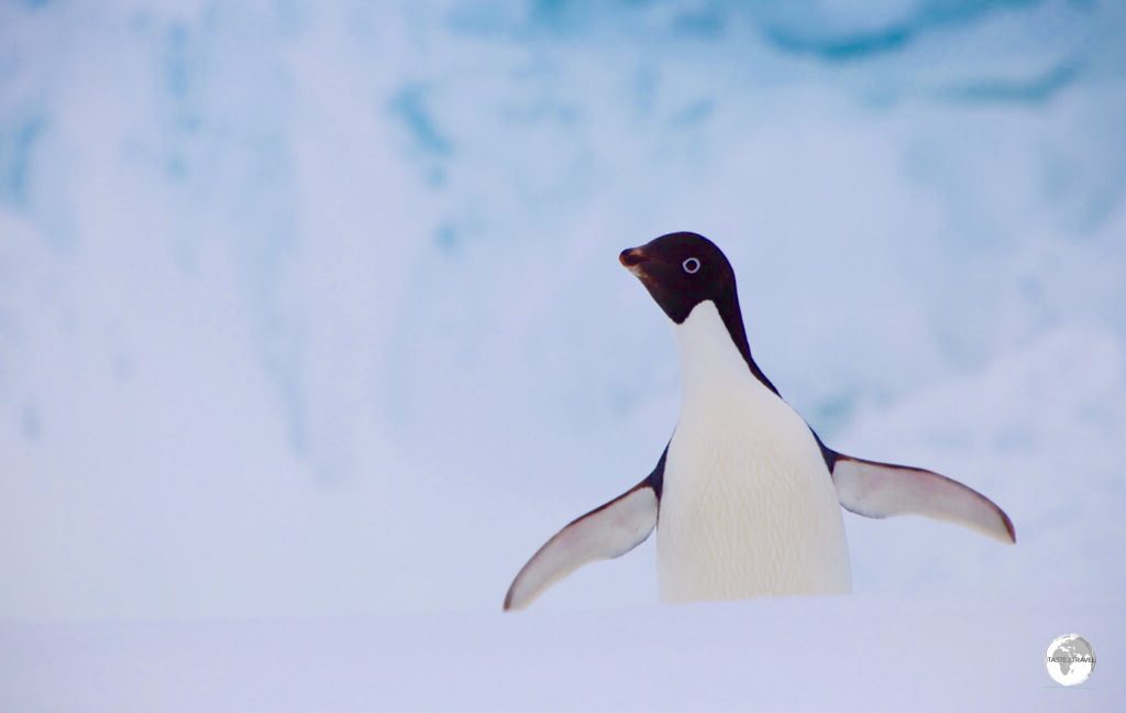 A lone Adélie penguin on Detaille island.
