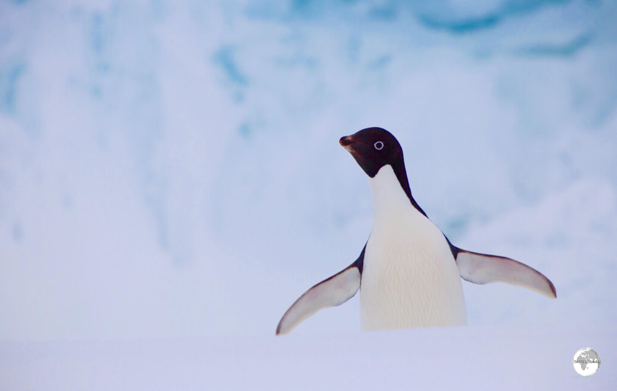 An Adélie penguin on Detaille Island, Crystal Sound, Antarctica.