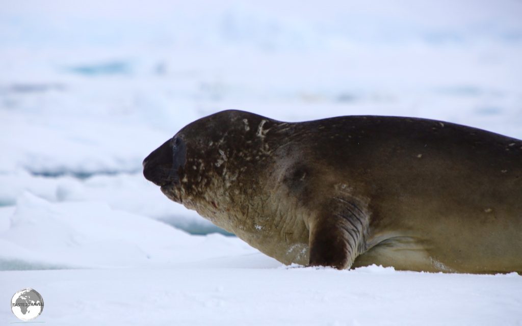 A Southern Elephant seal resting on an ice floe in Crystal Sound.