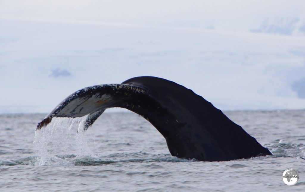 The fluke of a diving Humpback whale in Wilhelmina Bay, Antarctica.
