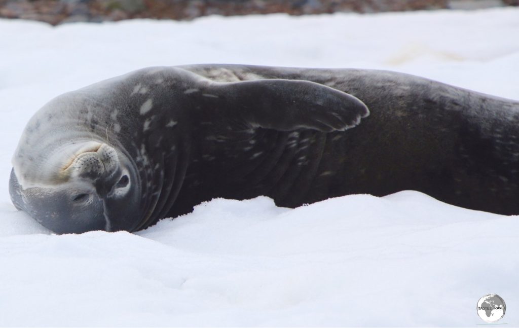 A Weddell Seal relaxing in the snow on D’Hainaut Island.