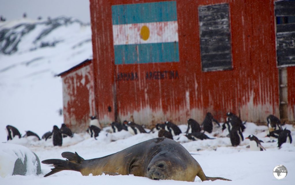Surrounded by Gentoo penguins, a Southern Elephant seal relaxes outside the Argentine refuge hut on Petermann Island.