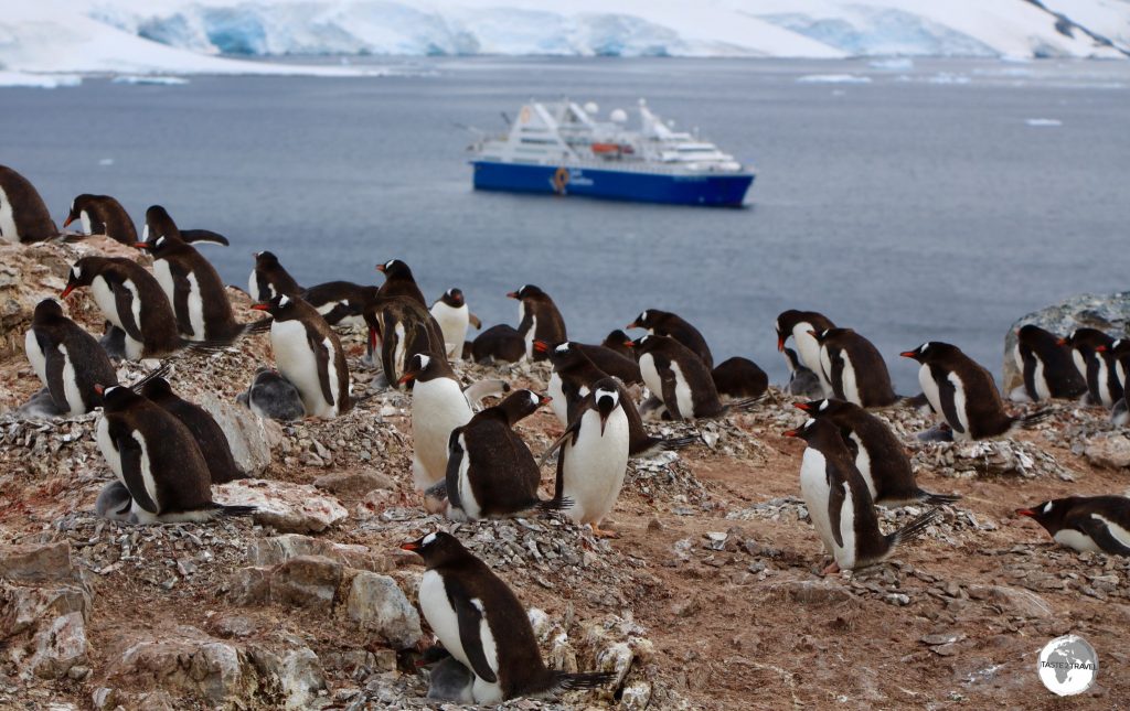 The Gentoo penguin colony on Cuverville island with our Antarctic home - the 'Ocean Diamond' - moored in the Errera Channel.