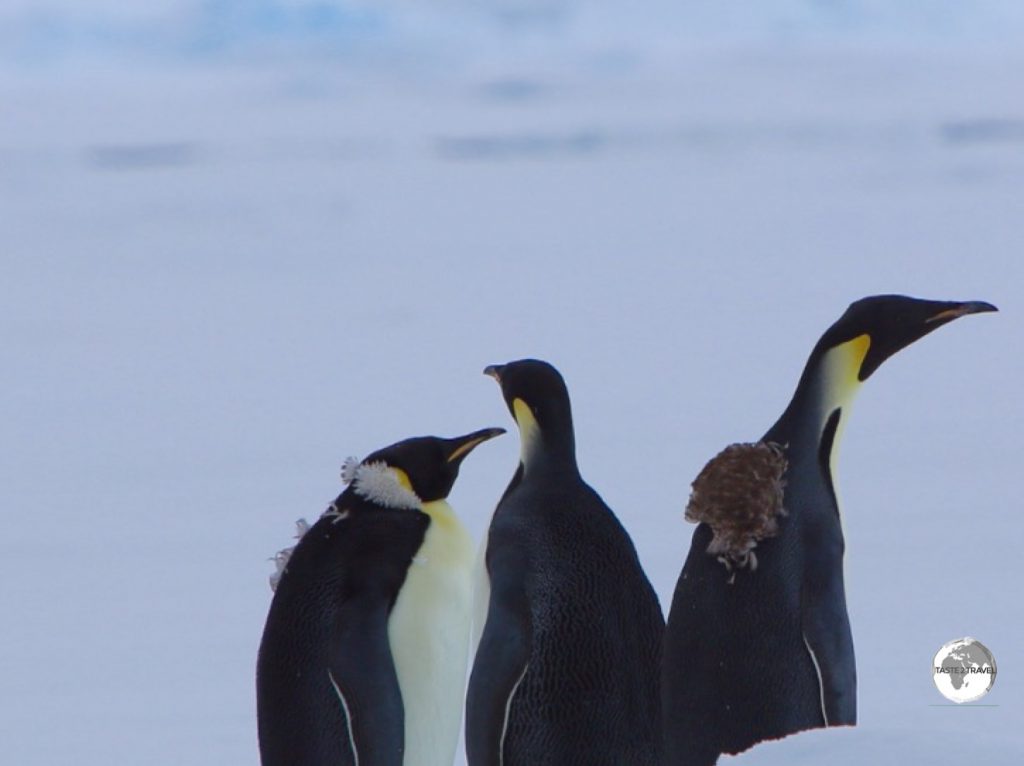 Emperor penguins in Crystal Sound still bearing the fluffy feathers from their annual Catastrophic Molt.