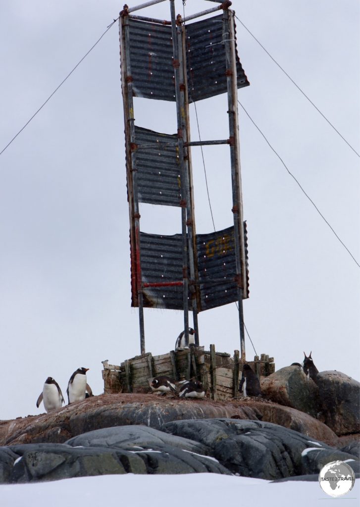 Gentoo penguins have established a small breeding colony around a marker on a rocky island offshore from Damoy point.