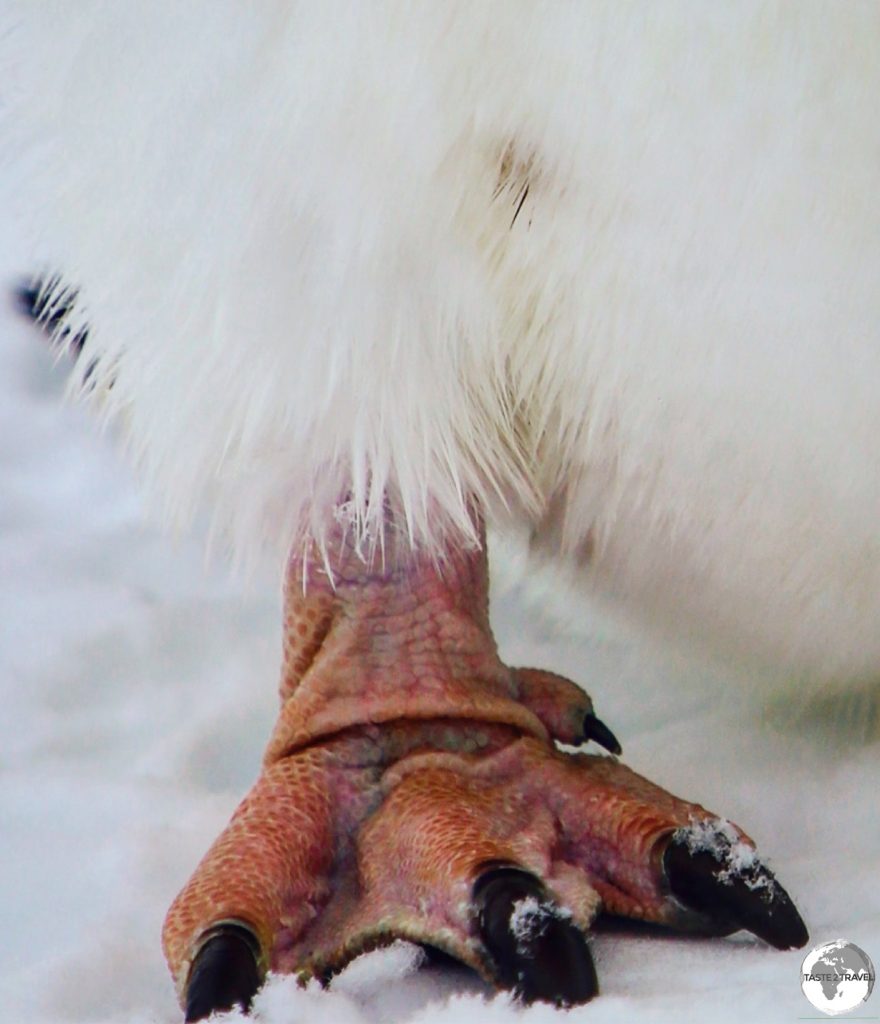 Gentoo penguins have peach-coloured feet.