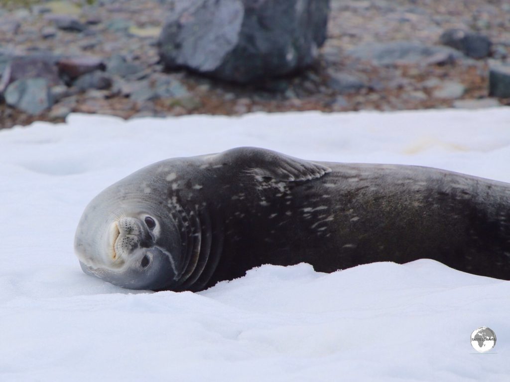 Unlike other seals, Weddell seals prefer to rest on solid ground (here on D’Hainaut Island) rather than ice floes where predators can attack them.