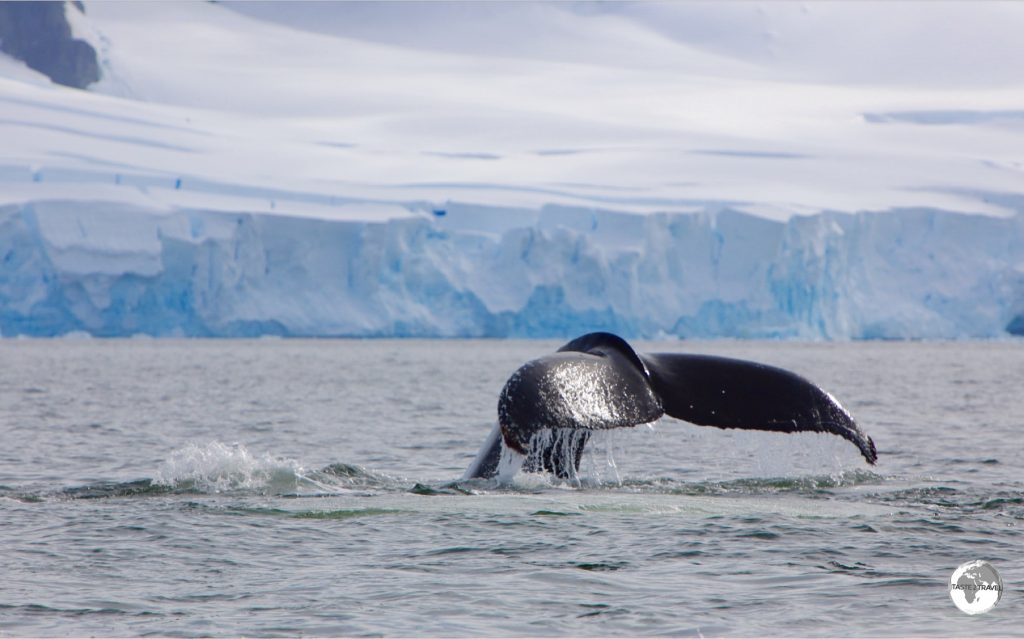 A Humpback whale diving in Wilhelmina (aka 'Whale-mina') bay.