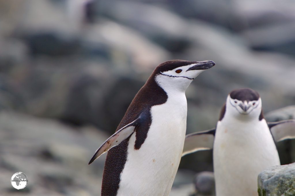 There are an estimated 7.5 million breeding pairs of Chinstrap Penguins in the world.