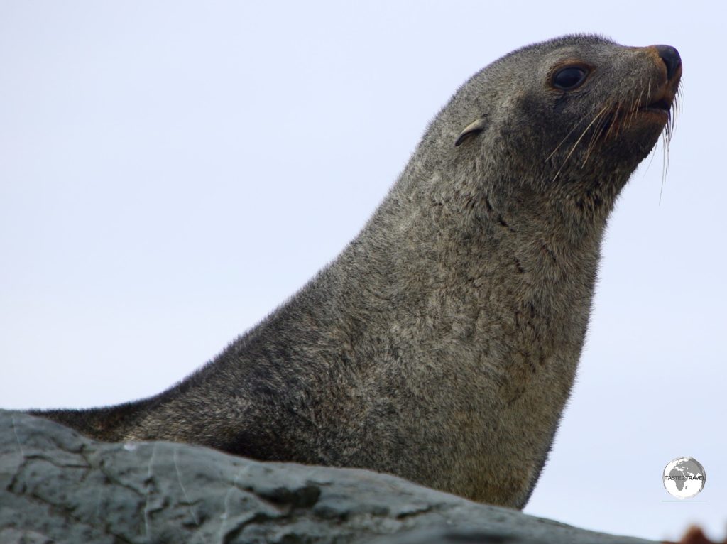 The fur Seal is the only 'eared' seal in Antarctica. All other seals are 'True seals' - i.e. they do not have ears.