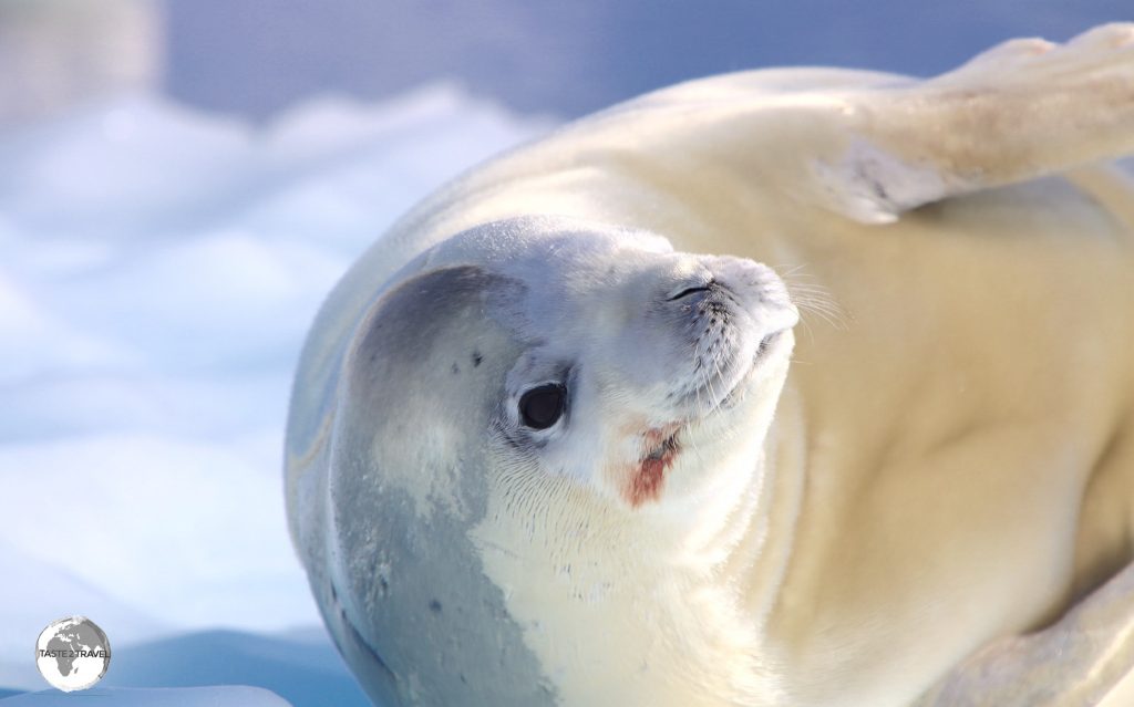 A Crabeater seal basking in the morning sun on an ice floe in the Graham Passage.