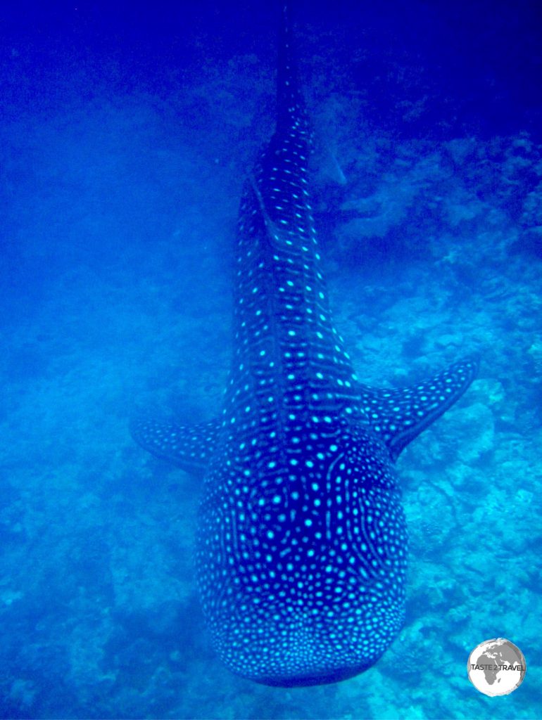 Snorkeling with a majestic Whale Shark is an unforgettable experience.