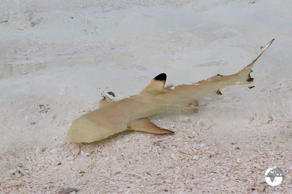 No shortage of sharks around Vilamendhoo, including baby black-tips constantly cruising along the shoreline.