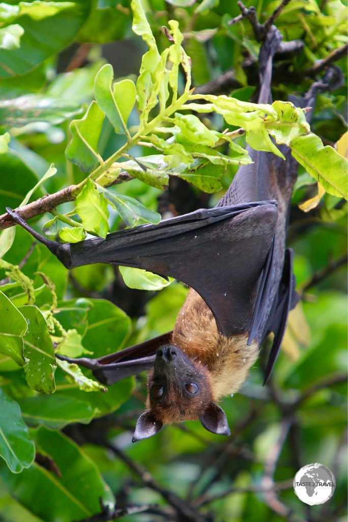 A resting Flying Fox on Vilamendhoo Island.