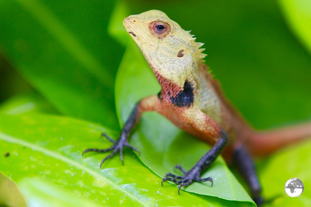 Oriental Garden Lizard on Vilamendhoo Island.