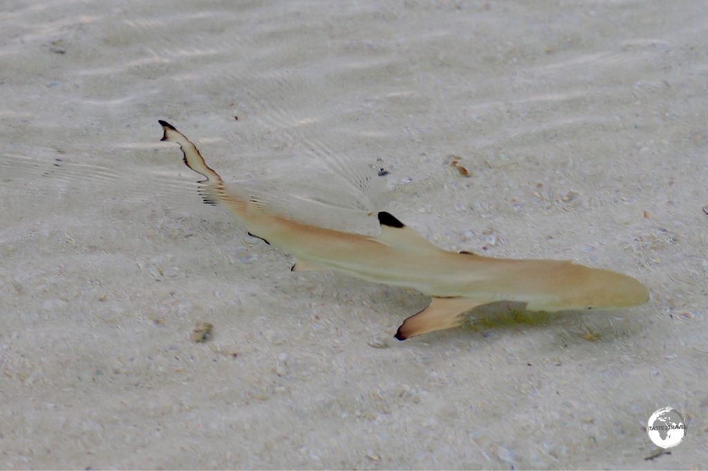 During my stay, baby black-tip reef sharks were constantly swimming along the shoreline of Vilamendhoo.