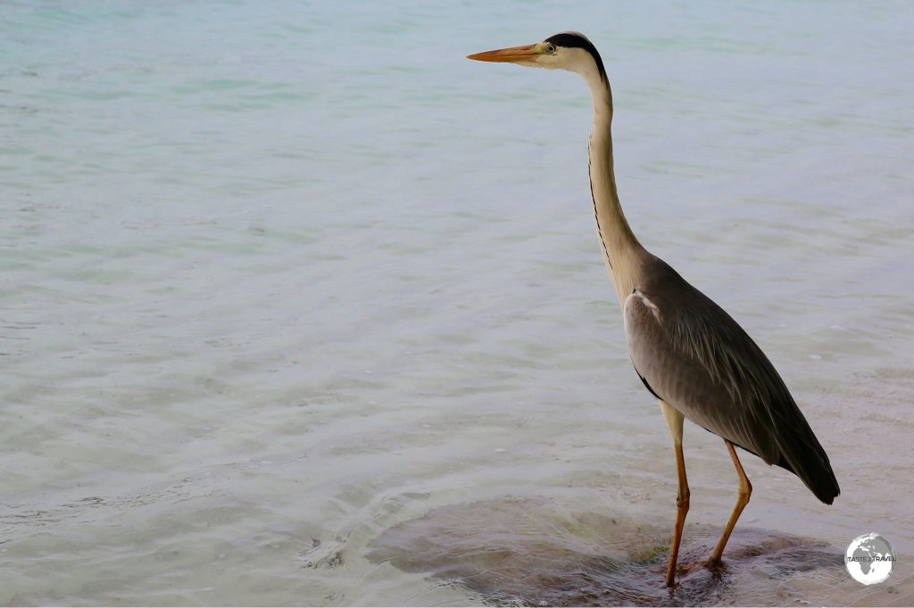 Grey Heron on Vilamendhoo Island.