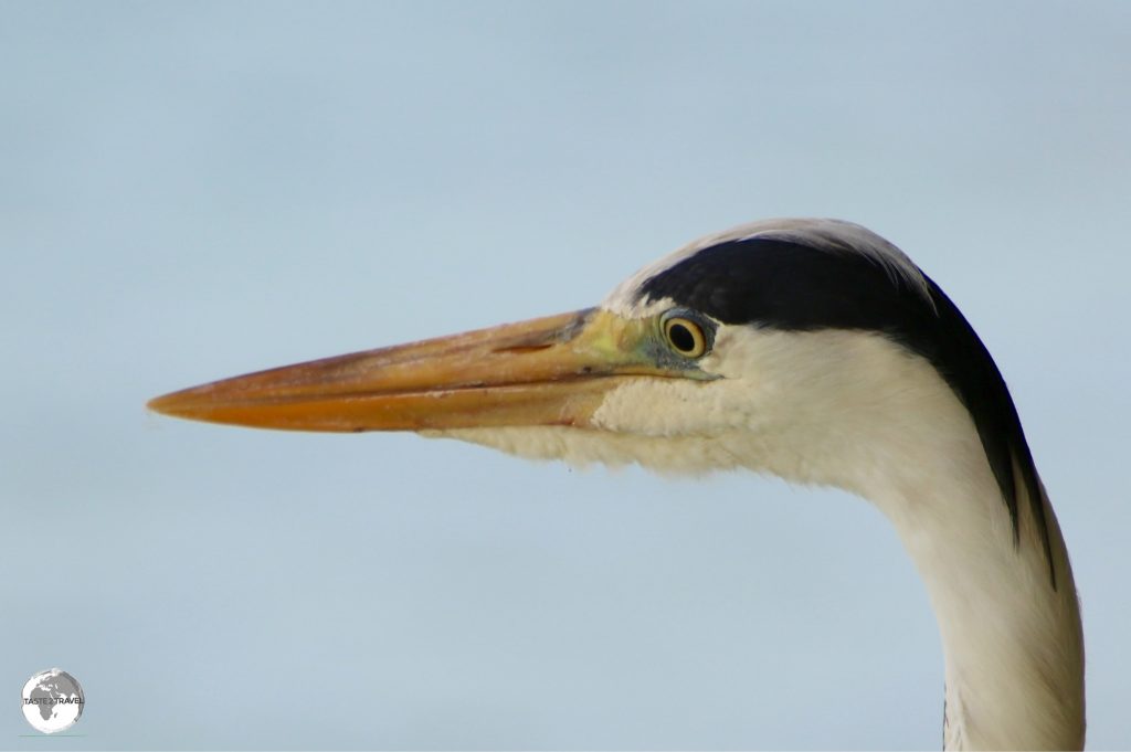 A Grey Heron on Vilamendhoo Island.