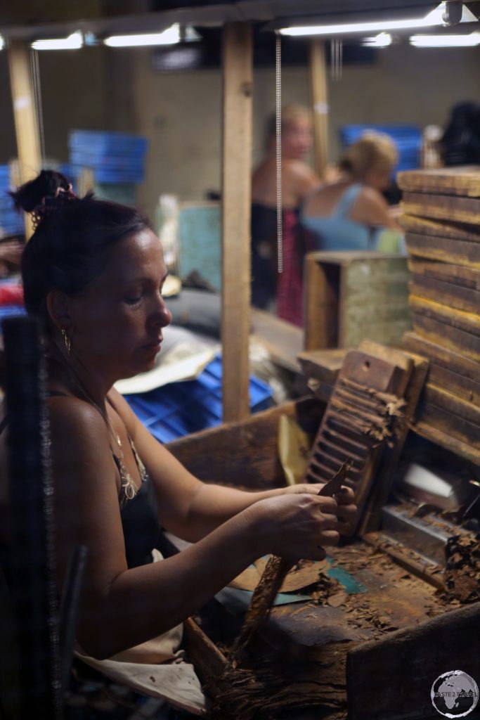 Cigar maker working in a factory in downtown Sancti Spíritus.