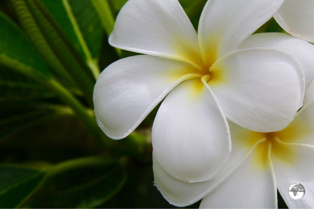 Frangipani's are everywhere in this tropical paradise.