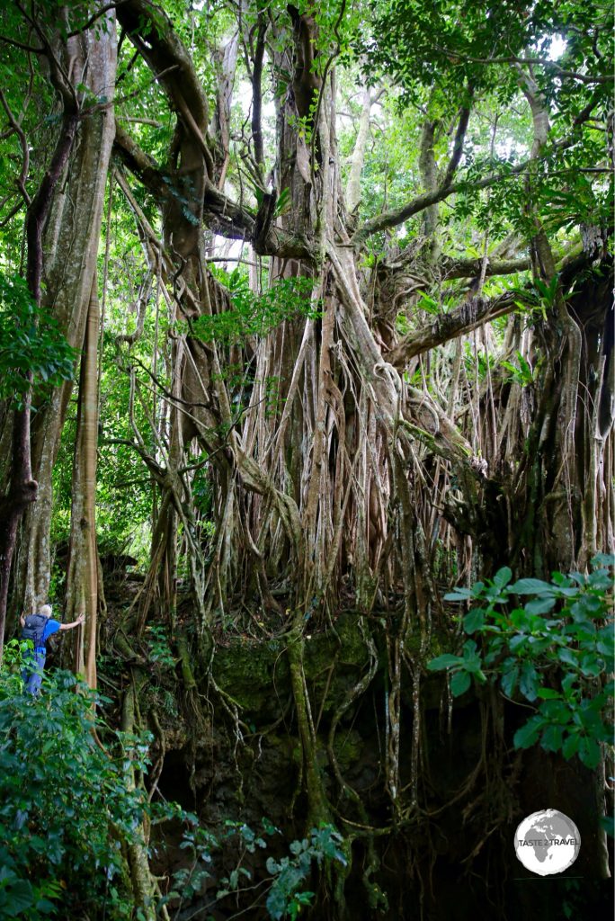 A tourist provides scale for the huge Ovava (Giant Strangling Fig) tree on 'Eua.