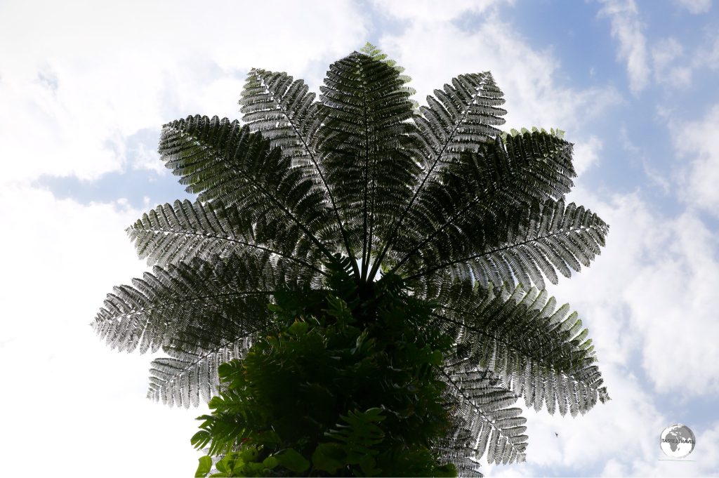 A towering tree fern deep in the rainforest on 'Eua island.