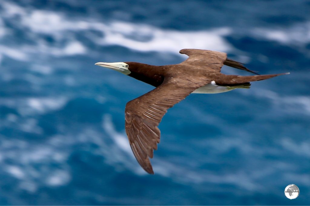 Brown Boobie's can be seen soaring over the ocean from the rock garden.