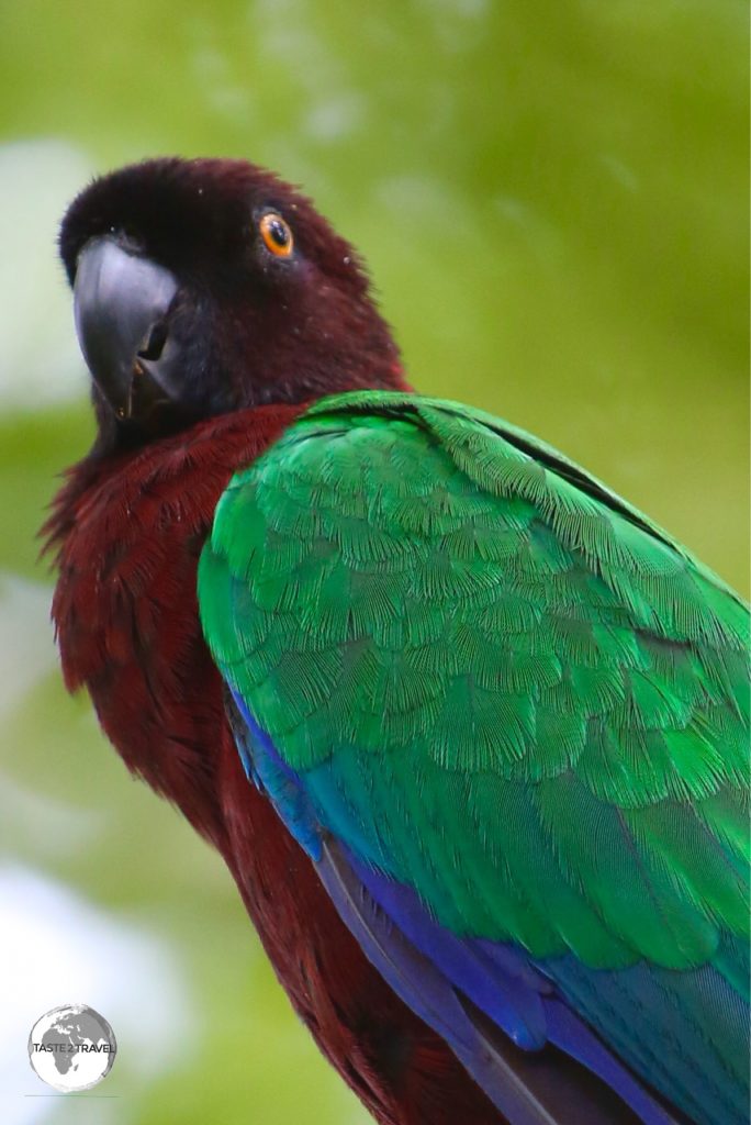 The elusive Maroon-shining parrot can be found on tiny Fafa Island Resort.