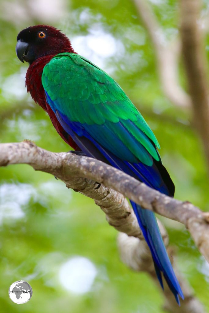 The Maroon-shining parrot (Red-shining parrot) can be found in the trees on Fafa Island.