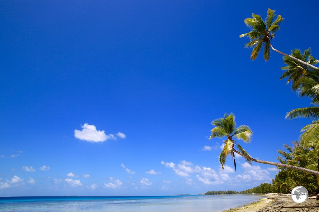 Palm trees on Funafuti.
