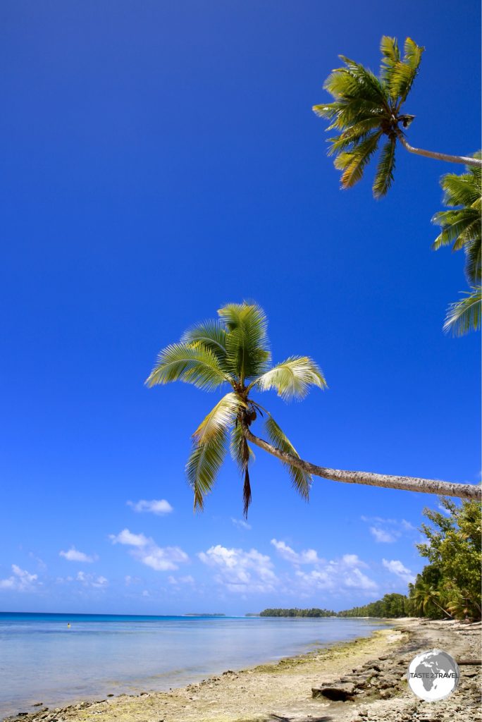 Palm trees on the lagoon side of Funafuti.