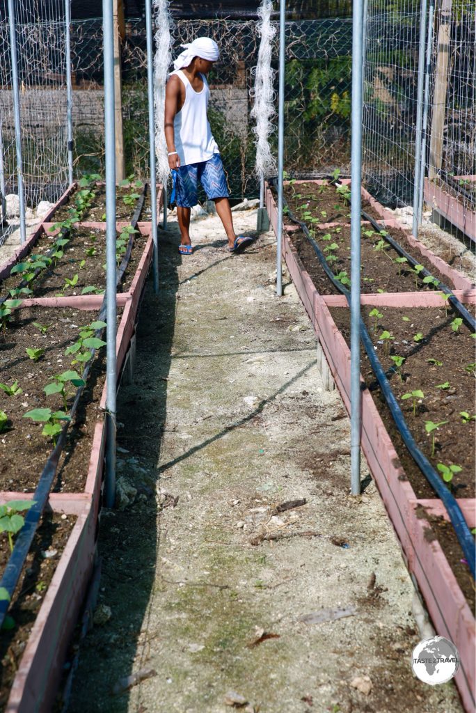 A Tuvaluan worker tending to new vegetable crops at the Taiwan-sponsored vegetable farm. The poor limestone soil on the atoll requires crops to be grown in raised planter boxes.