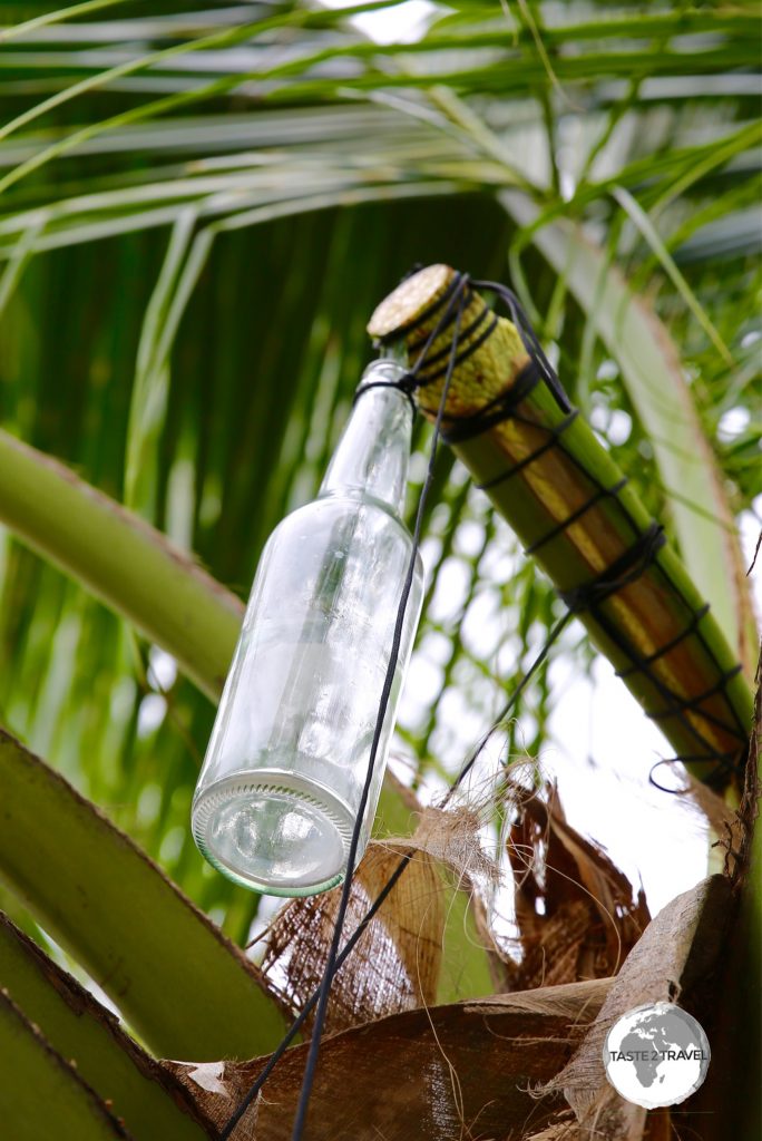 A bottle is used to collect sap from the coconut tree for toddy.