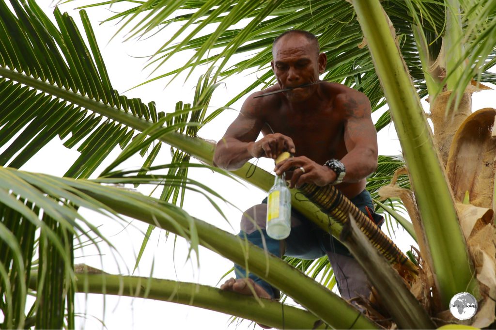 A Tuvaluan 'tapper' preparing to collect sap for his next batch of Coconut Toddy.