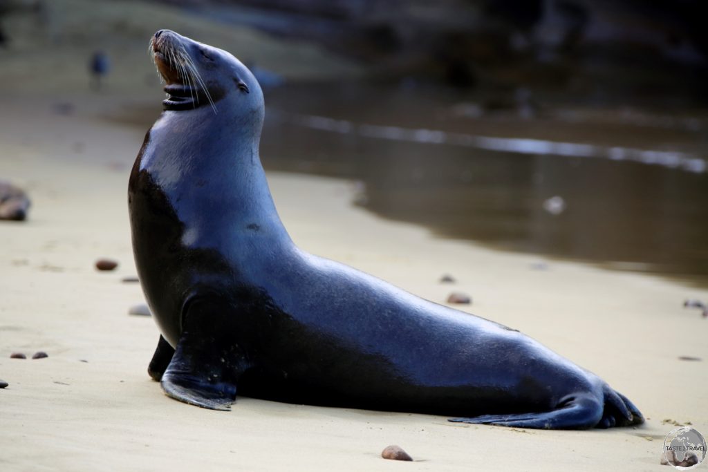 A glistening Galápagos Sea Lion greets us on the beach at Punta Pitt, San Cristóbal Island.