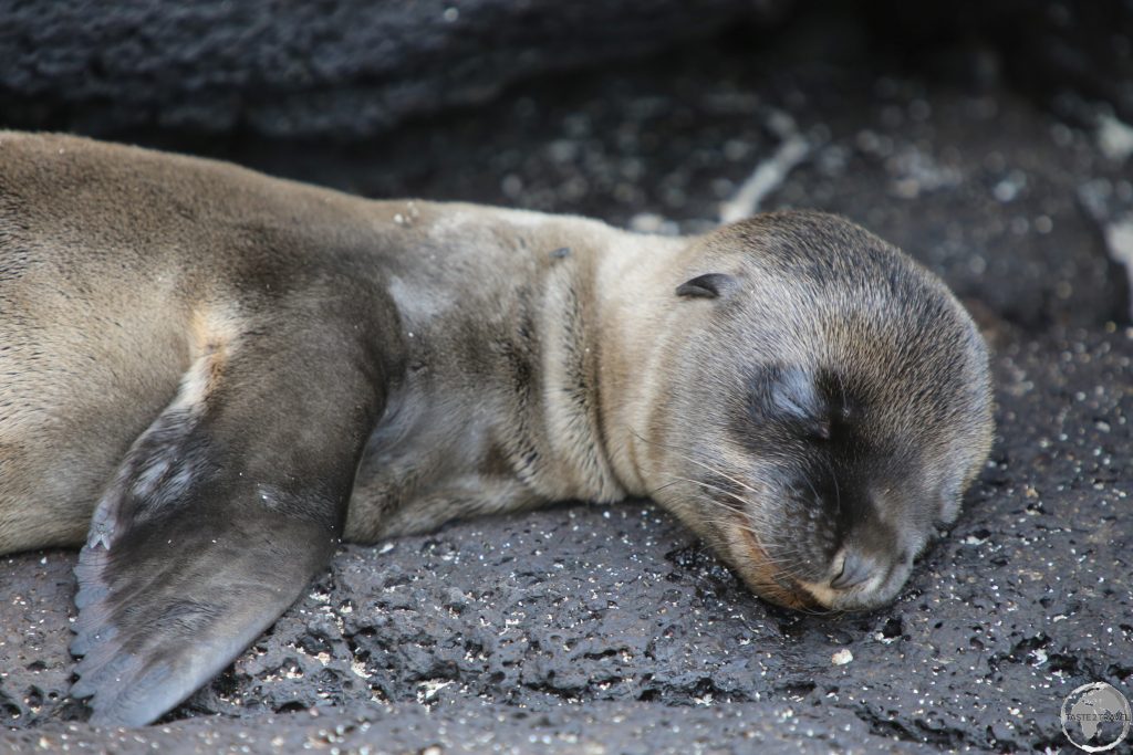 A Galápagos Sea lion pup sleeping at Barrington Bay, Santa Fe Island.