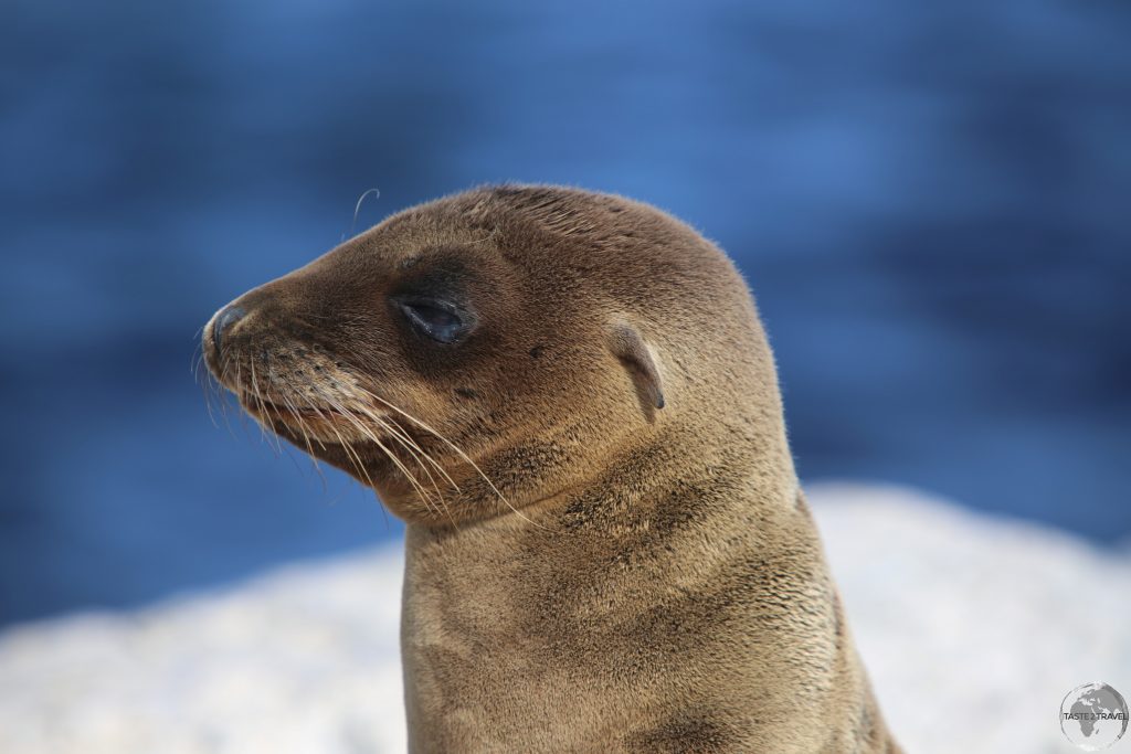 A Galápagos Sea lion at South Plaza Island.